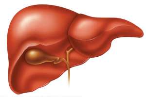 Imagen ilustrativa del artículo 5 Alimentos para Limpiar el Hígado naturalmente